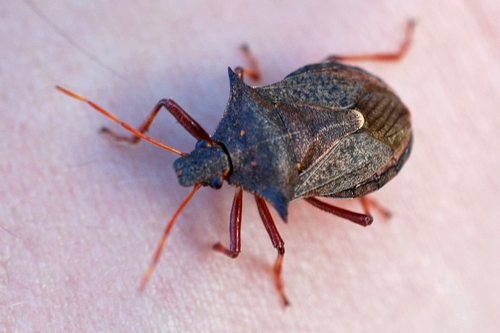 Spiny Shield Bug