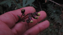 Alloispermum