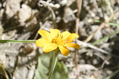 Image of Tithonia rotundifolia