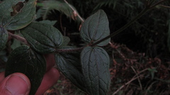 Alloispermum