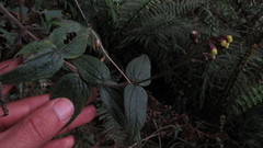Alloispermum