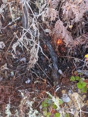 Arctostaphylos nummularia