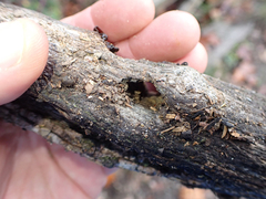 Melanerpes formicivorus