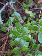 Arctostaphylos nummularia