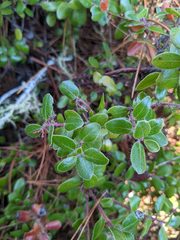 Arctostaphylos nummularia