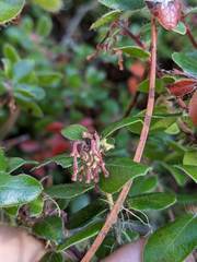 Arctostaphylos nummularia
