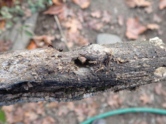 Melanerpes formicivorus