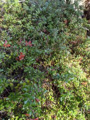 Arctostaphylos nummularia