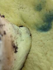 Butyriboletus persolidus