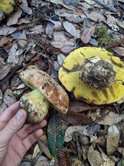 Butyriboletus persolidus