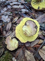 Butyriboletus persolidus