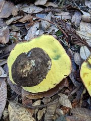 Butyriboletus persolidus