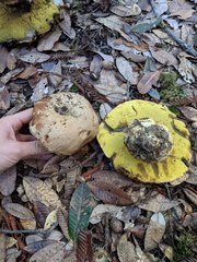Butyriboletus persolidus