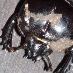 Phileurus