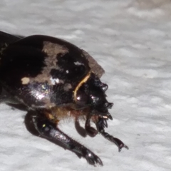 Phileurus