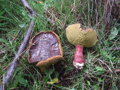 Xerocomellus atropurpureus