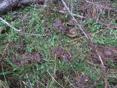 Xerocomellus atropurpureus