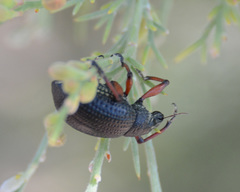 Catasarcus asphaltinus