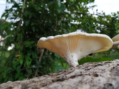Lentinus scleropus
