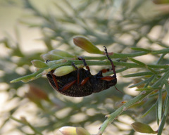 Catasarcus asphaltinus