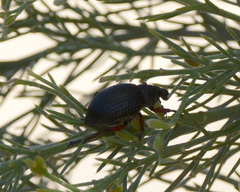 Catasarcus asphaltinus