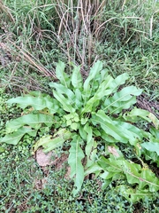 Rumex japonicus
