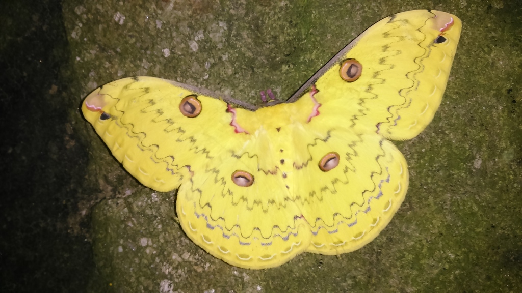 Loepa diffunoccidentalis