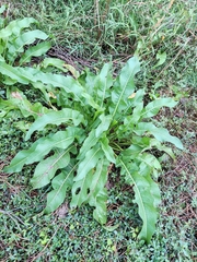 Rumex japonicus