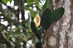 Monstera alcirana