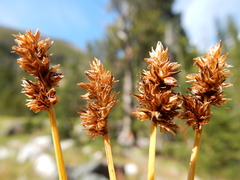 Carex neurophora