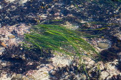 Phyllospadix scouleri