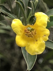 Columellia oblonga