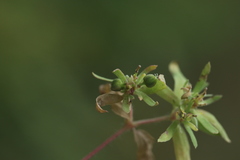 Euphorbia vermiculata