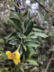 Columellia oblonga
