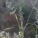 Eragrostis minor - Photo (c) Don Sutherland, algunos derechos reservados (CC BY-NC), subido por Don Sutherland