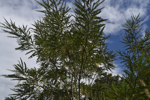 Image of Alvaradoa amorphoides by (c) Saban-Sequén, E.A., some rights reserved (CC BY)