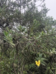 Columellia oblonga