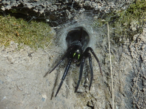 Tube-dwelling Spider