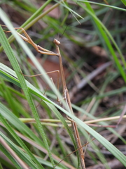 Archimantis brunneriana
