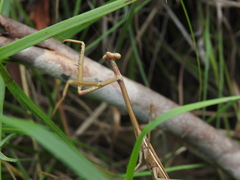 Archimantis brunneriana
