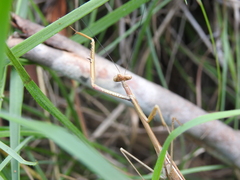 Archimantis brunneriana