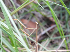 Archimantis brunneriana