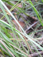 Archimantis brunneriana