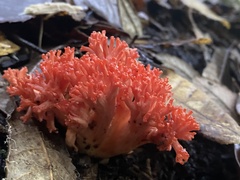 Ramaria stuntzii