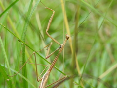Archimantis brunneriana