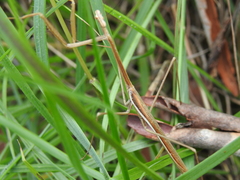 Archimantis brunneriana