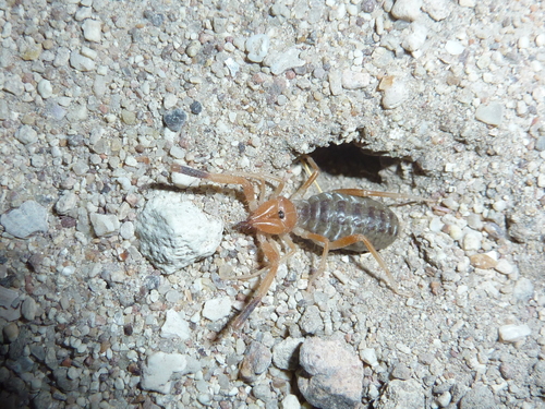 Procleobis patagonicus photo 2