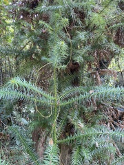 Cunninghamia