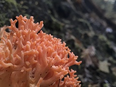 Ramaria stuntzii