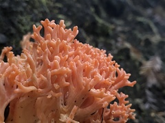 Ramaria stuntzii